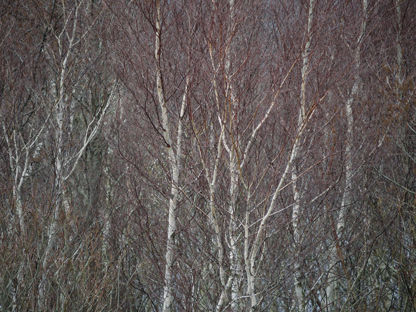 Birch and willow10.jpg